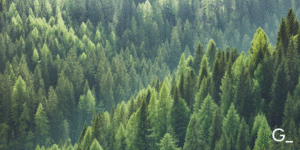 A lush green forest with dense evergreen trees bathed in sunlight, representing nature, sustainability, and environmental conservation.